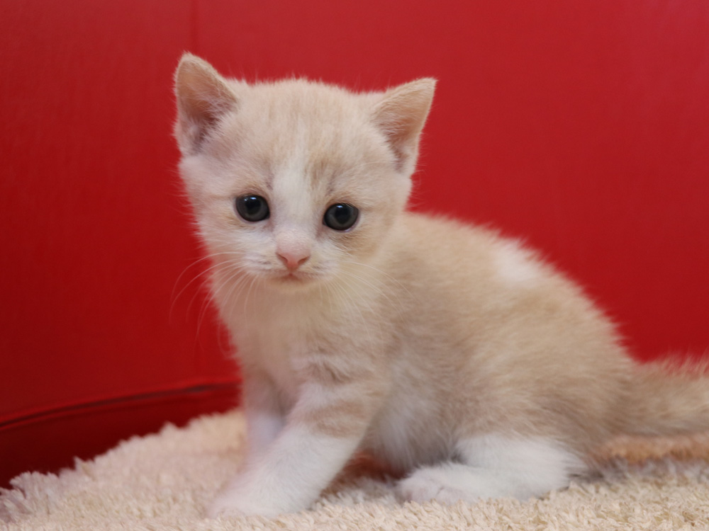 スコティッシュフォールドの子猫画像
