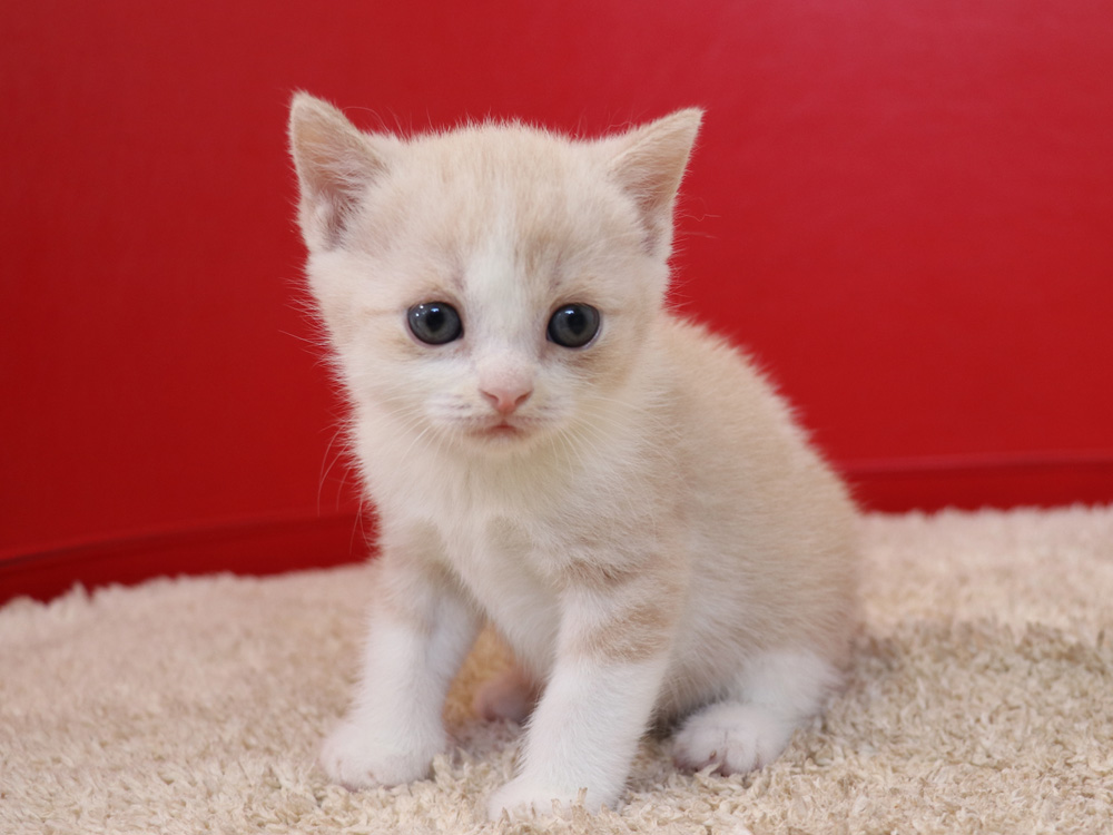 スコティッシュフォールドの子猫画像