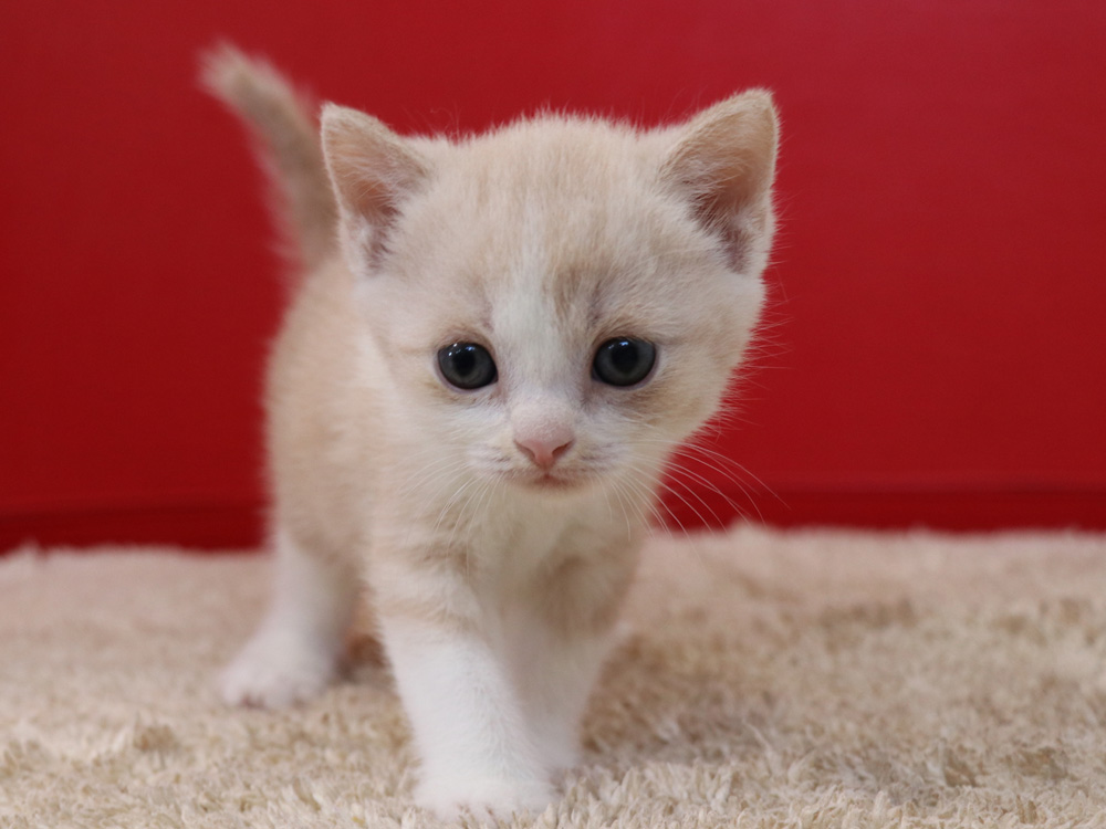 スコティッシュフォールドの子猫画像