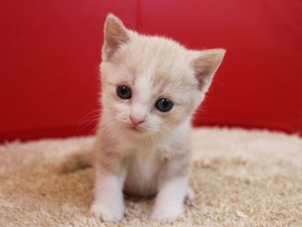 スコティッシュフォールドの子猫画像
