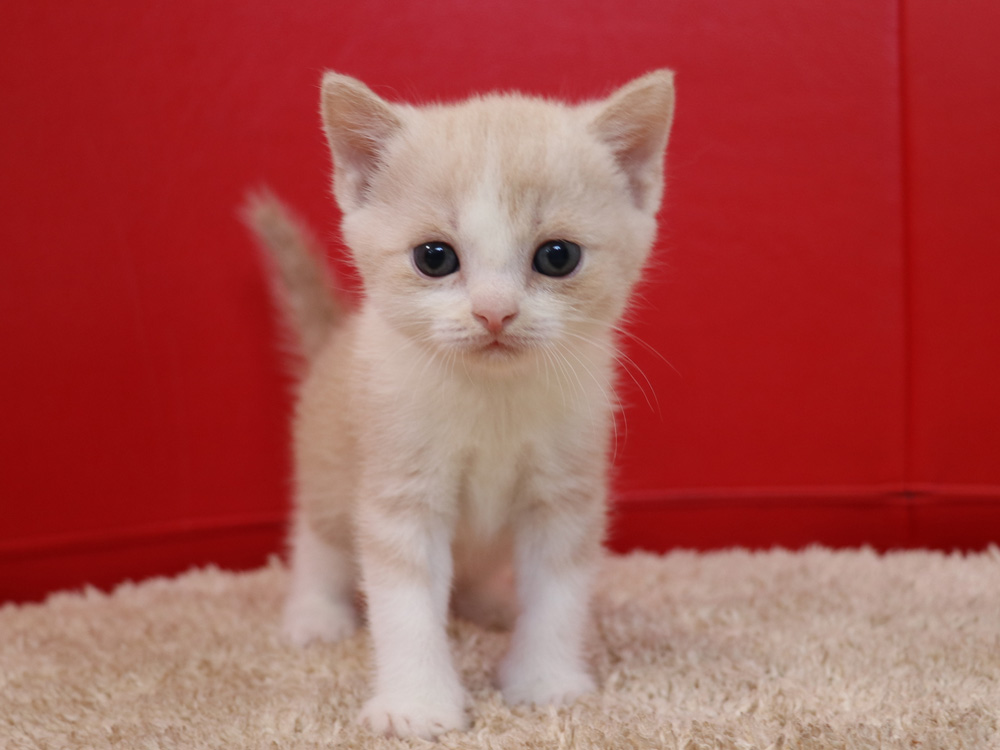 スコティッシュフォールドの子猫画像