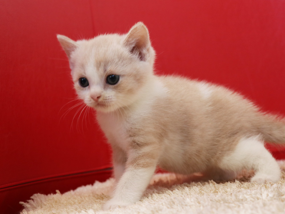 スコティッシュフォールドの子猫画像