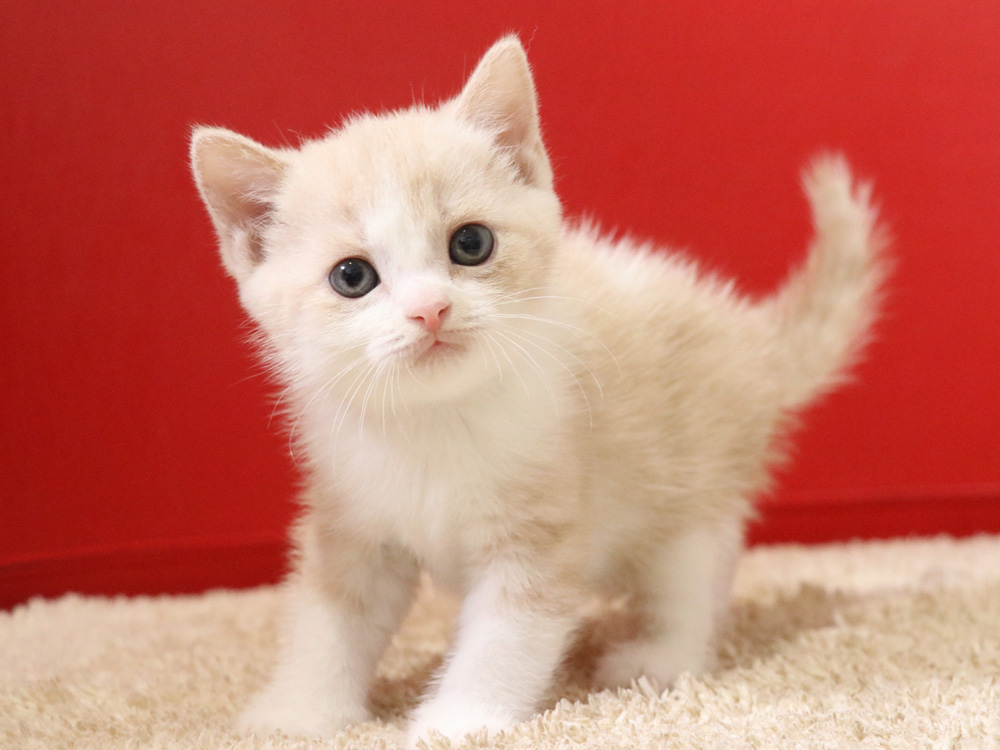 スコティッシュフォールドの子猫画像