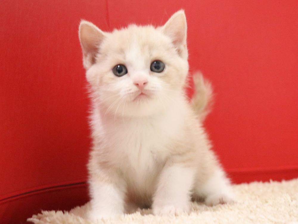 スコティッシュフォールドの子猫画像