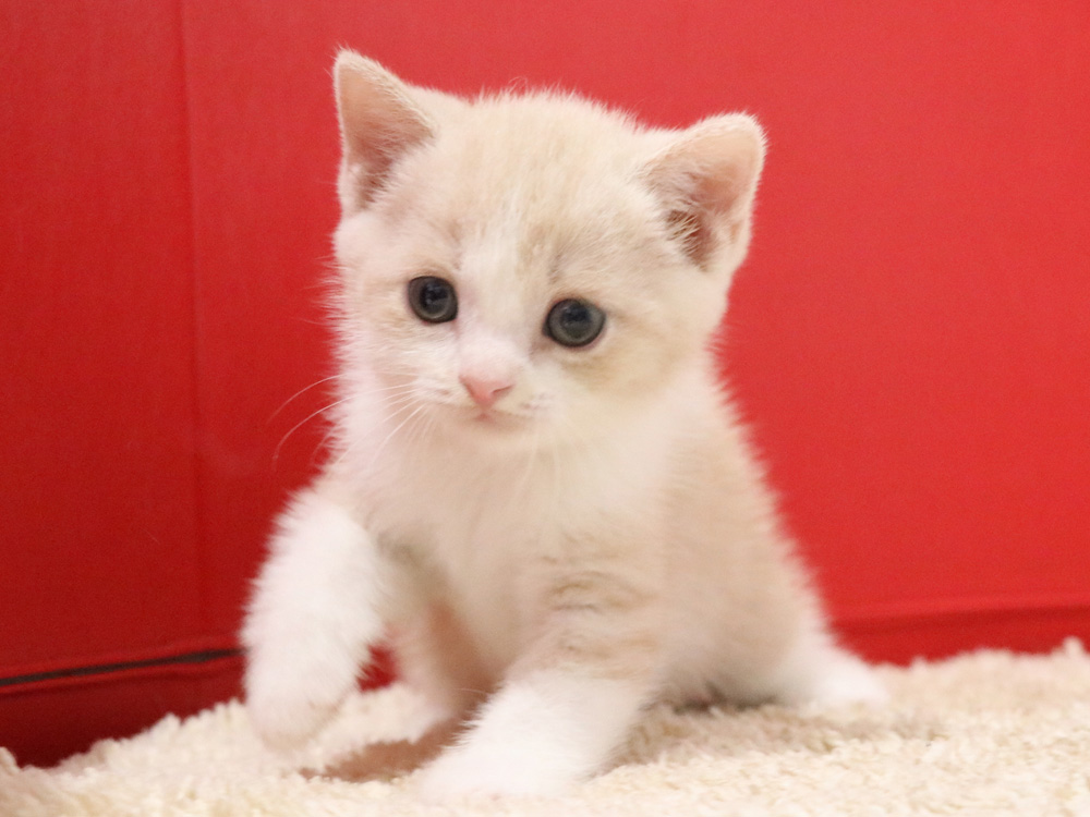 スコティッシュフォールドの子猫画像