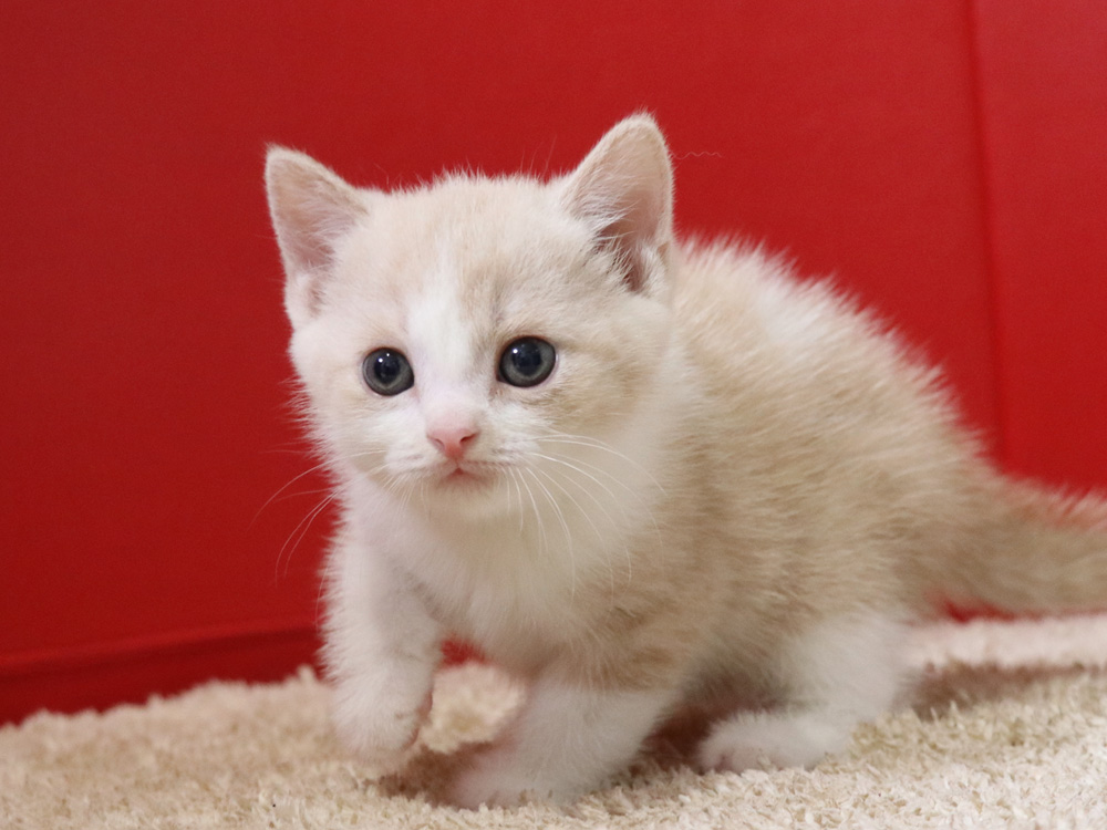 スコティッシュフォールドの子猫画像