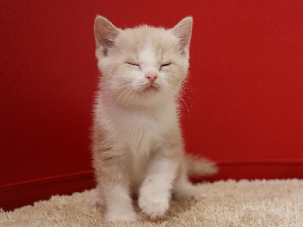 スコティッシュフォールドの子猫画像
