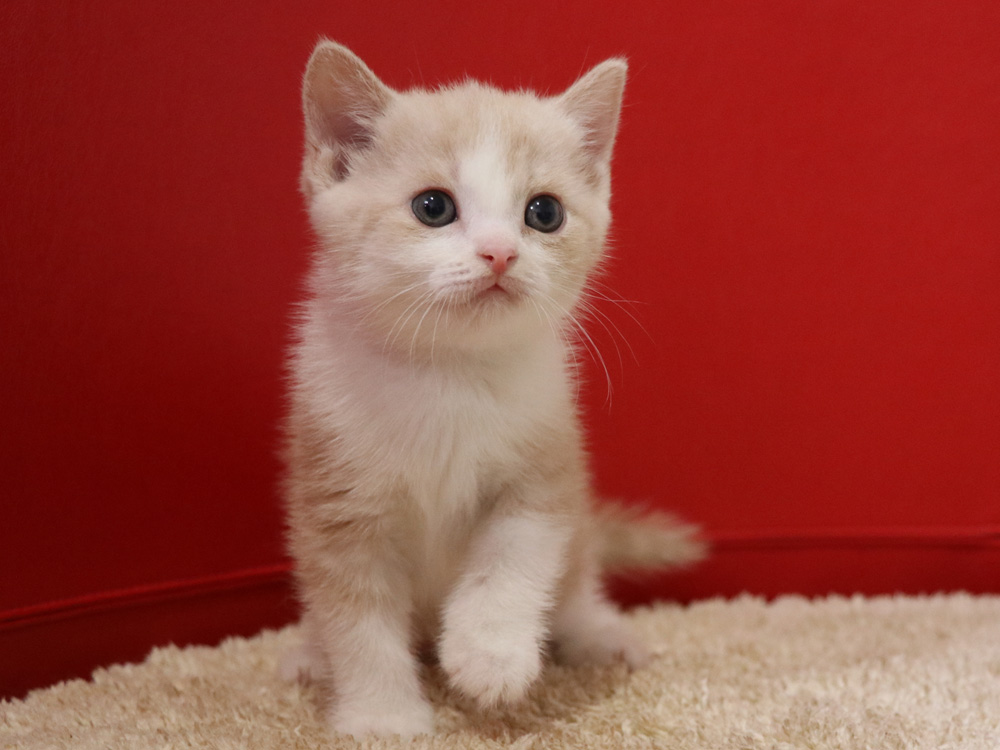 スコティッシュフォールドの子猫画像