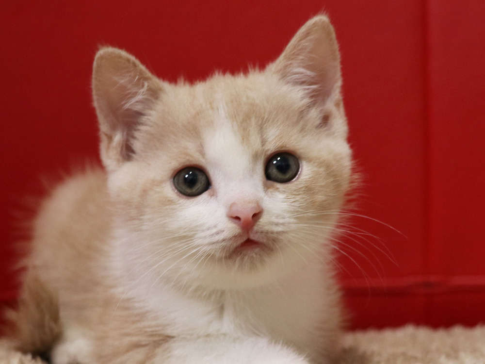 スコティッシュフォールドの子猫画像