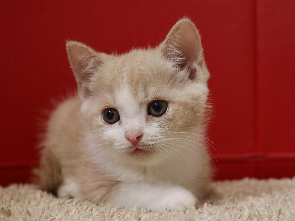 スコティッシュフォールドの子猫画像