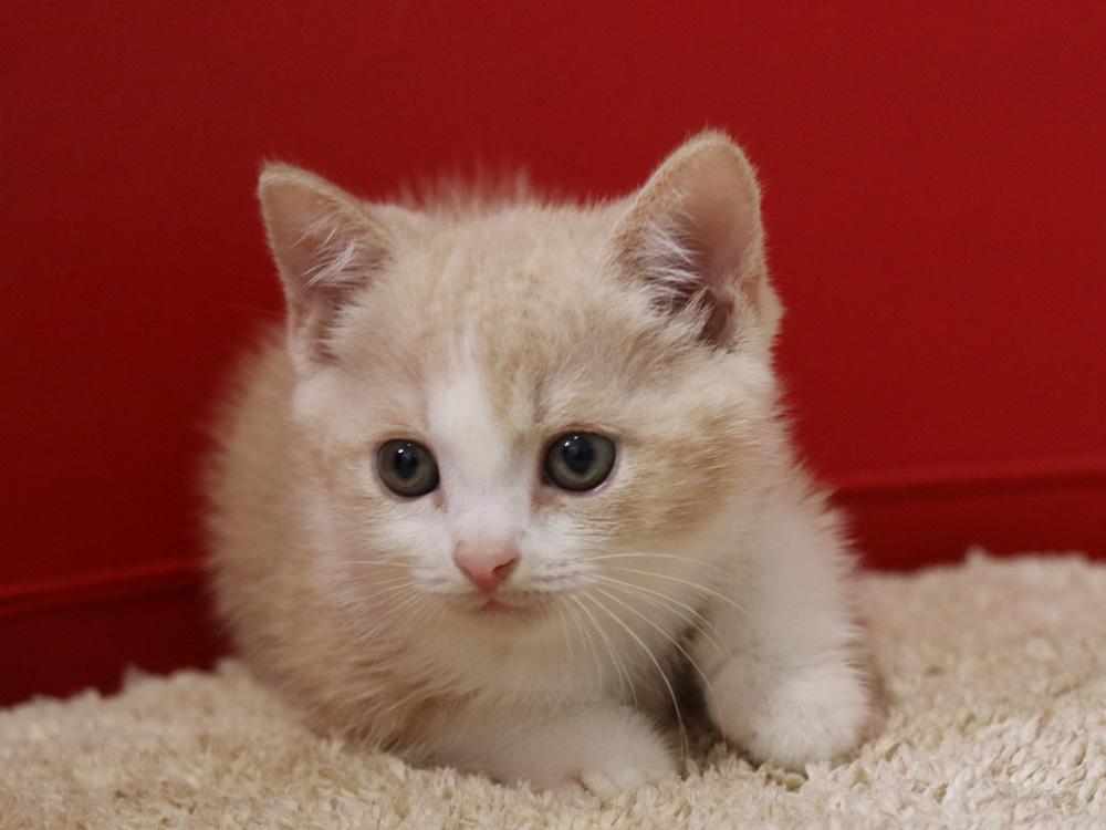 スコティッシュフォールドの子猫画像