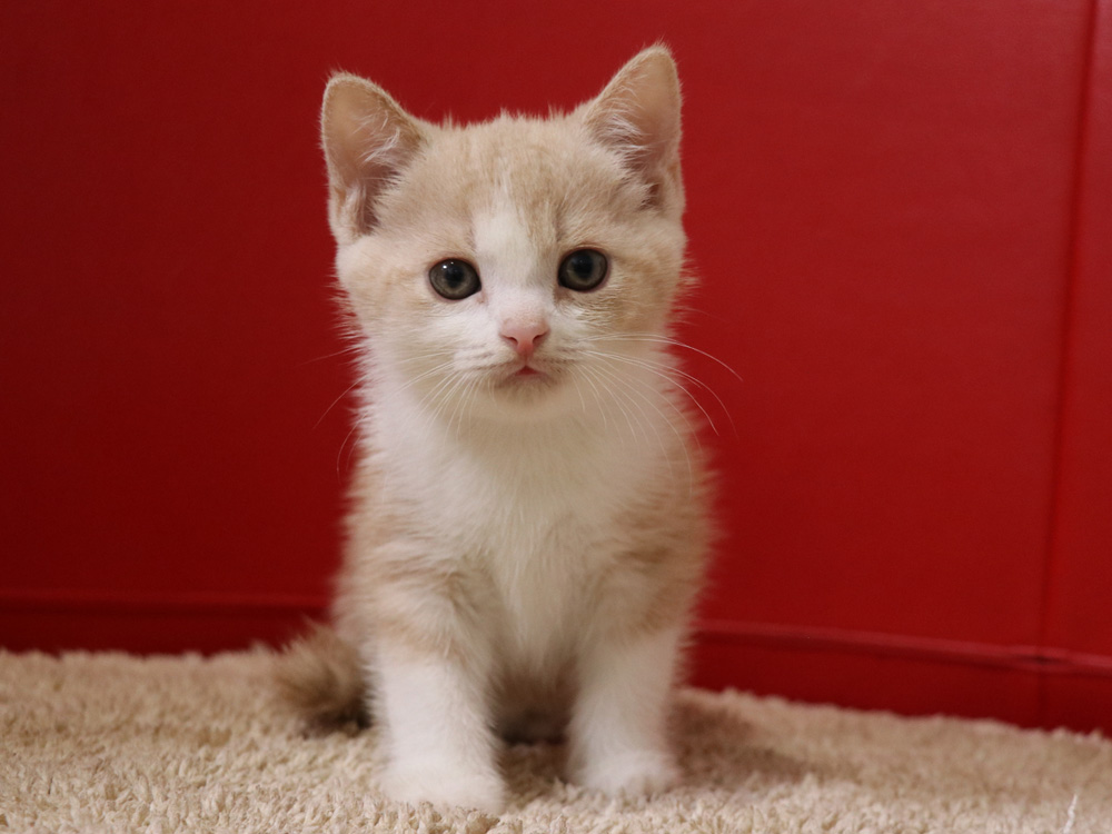 スコティッシュフォールドの子猫画像