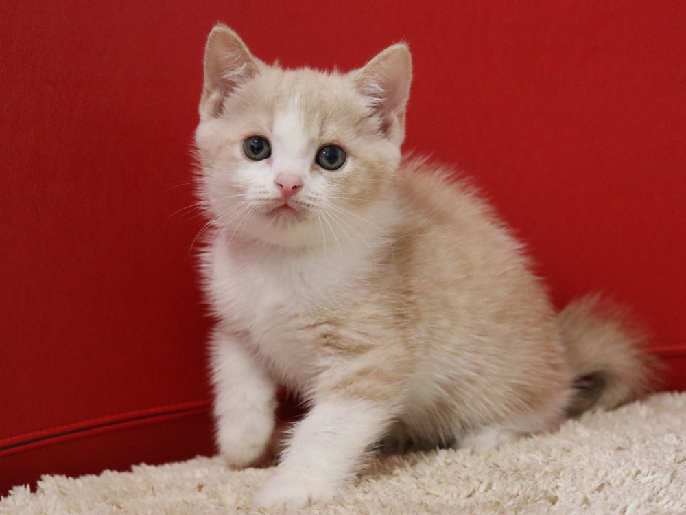 スコティッシュフォールドの子猫画像