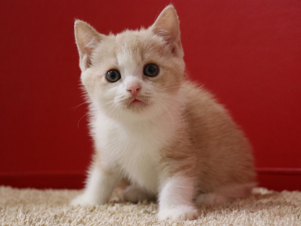 スコティッシュフォールドの子猫画像