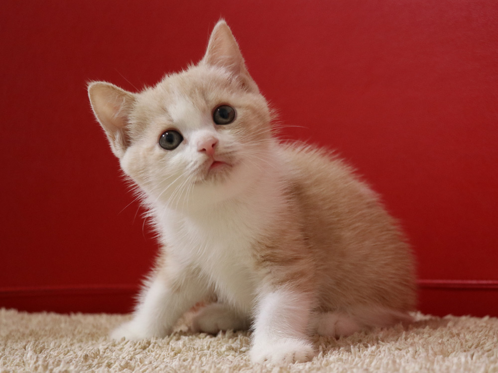 スコティッシュフォールドの子猫画像