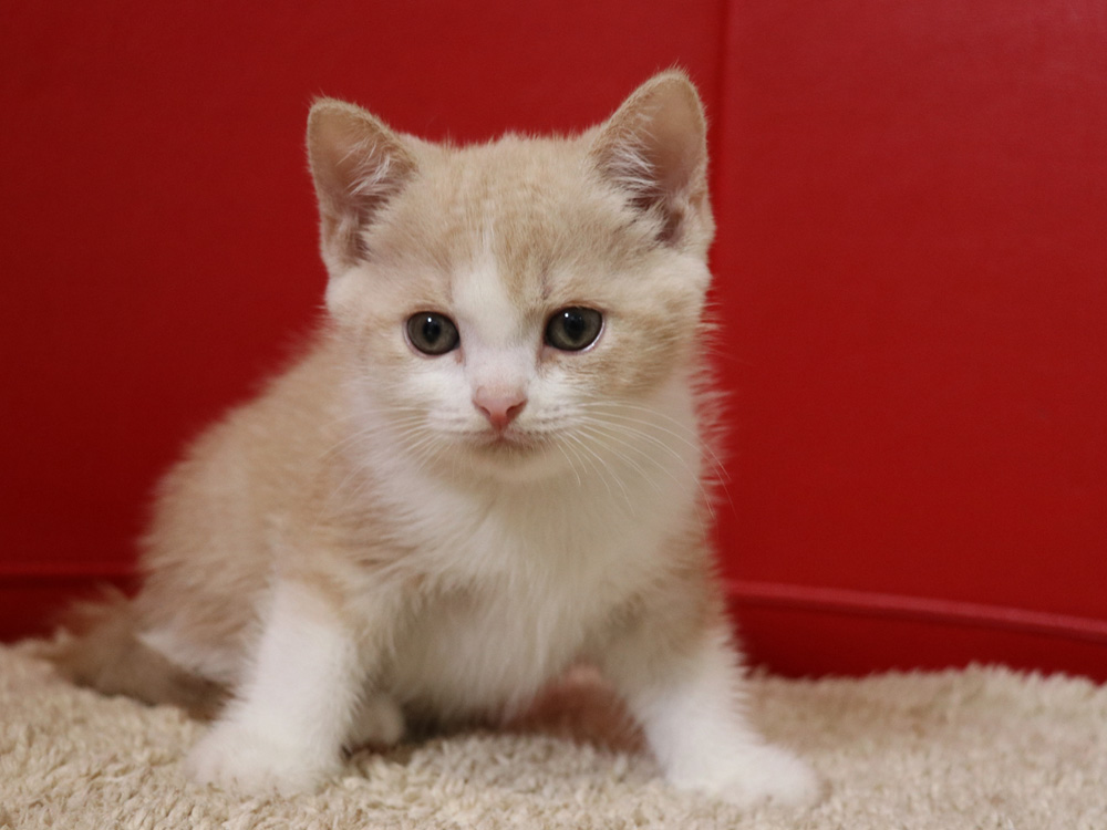 スコティッシュフォールドの子猫画像