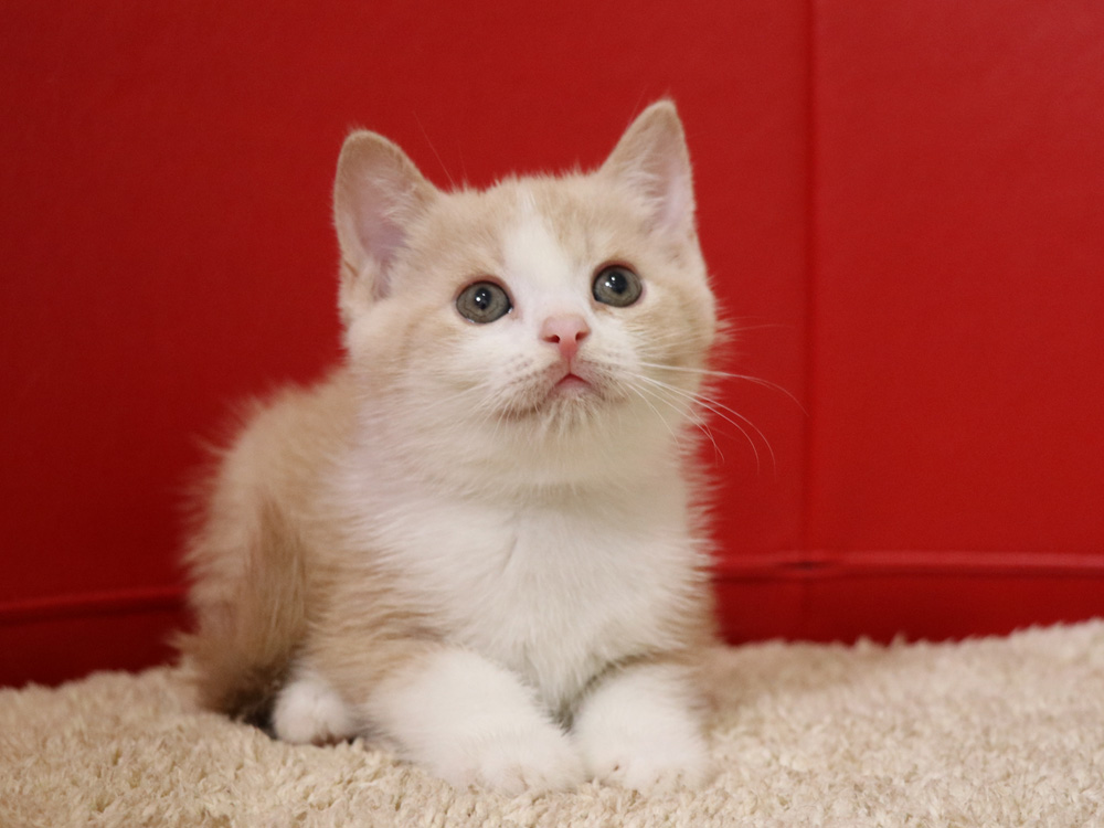 スコティッシュフォールドの子猫画像