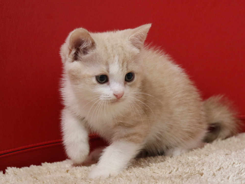 スコティッシュフォールドの子猫画像
