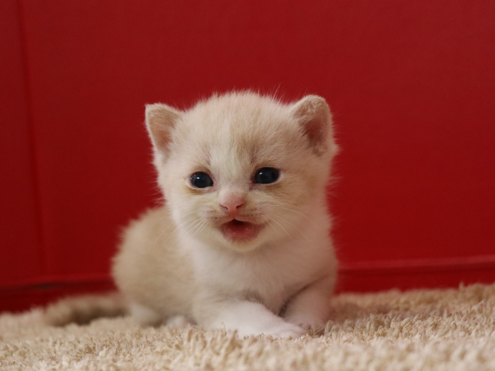 スコティッシュフォールドの子猫画像