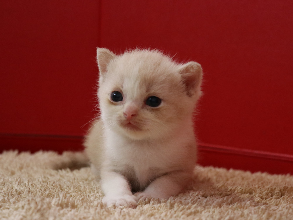 スコティッシュフォールドの子猫画像