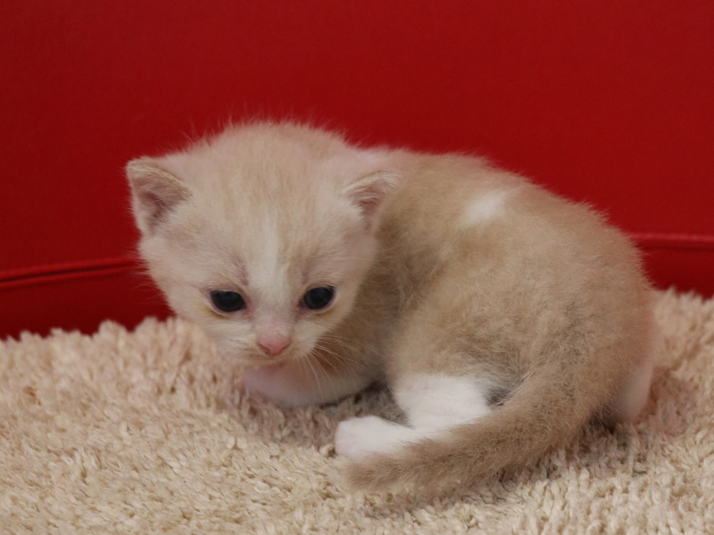 スコティッシュフォールドの子猫画像