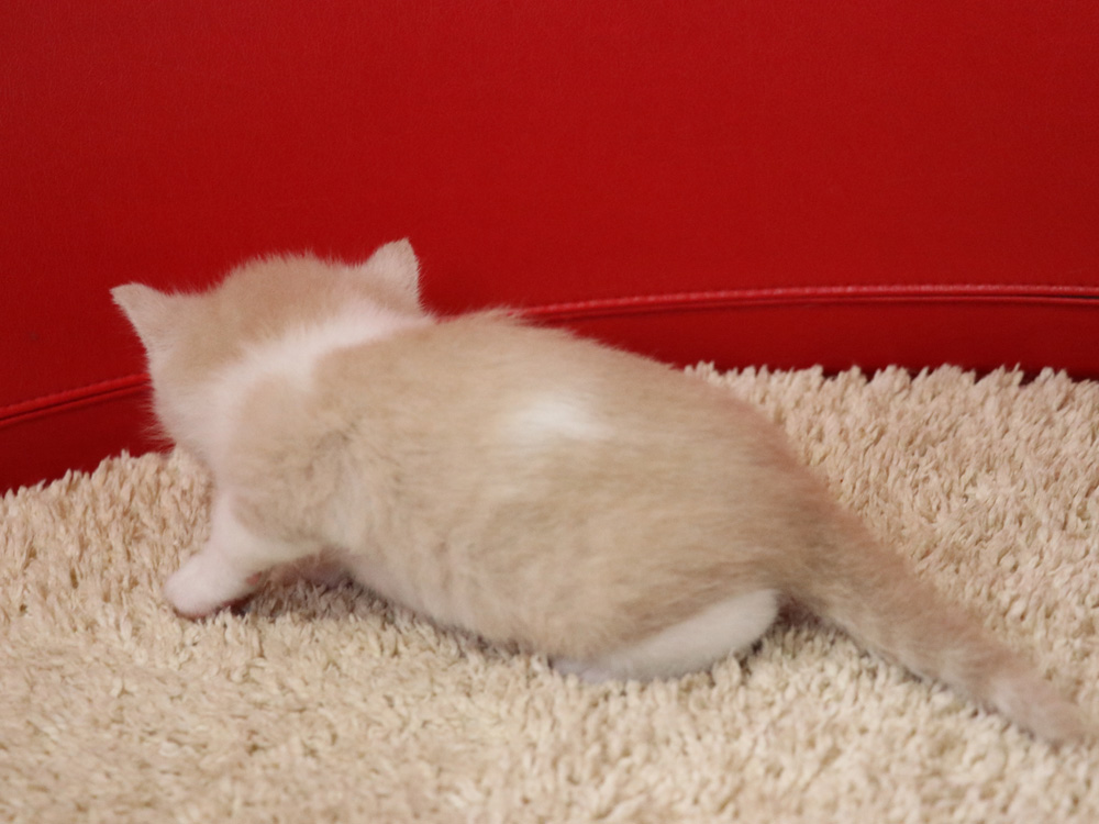 スコティッシュフォールドの子猫画像