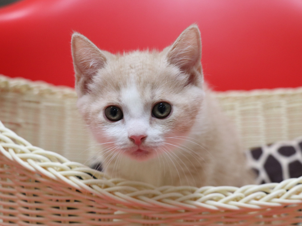 スコティッシュフォールドの子猫画像