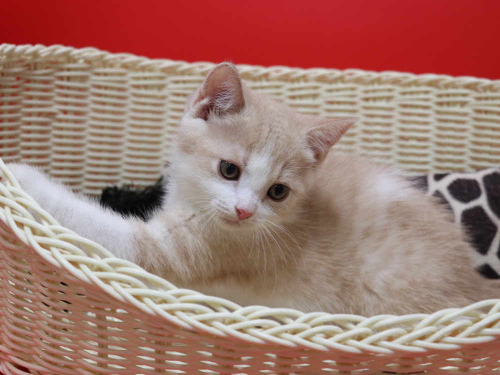 スコティッシュフォールドの子猫画像