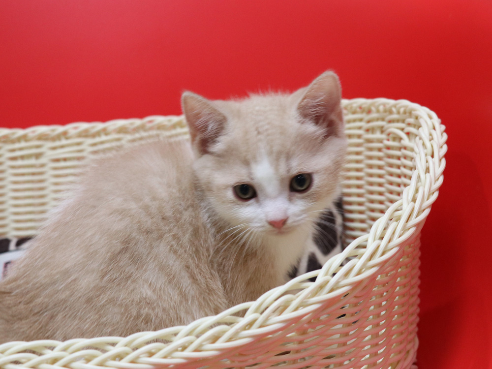 スコティッシュフォールドの子猫画像