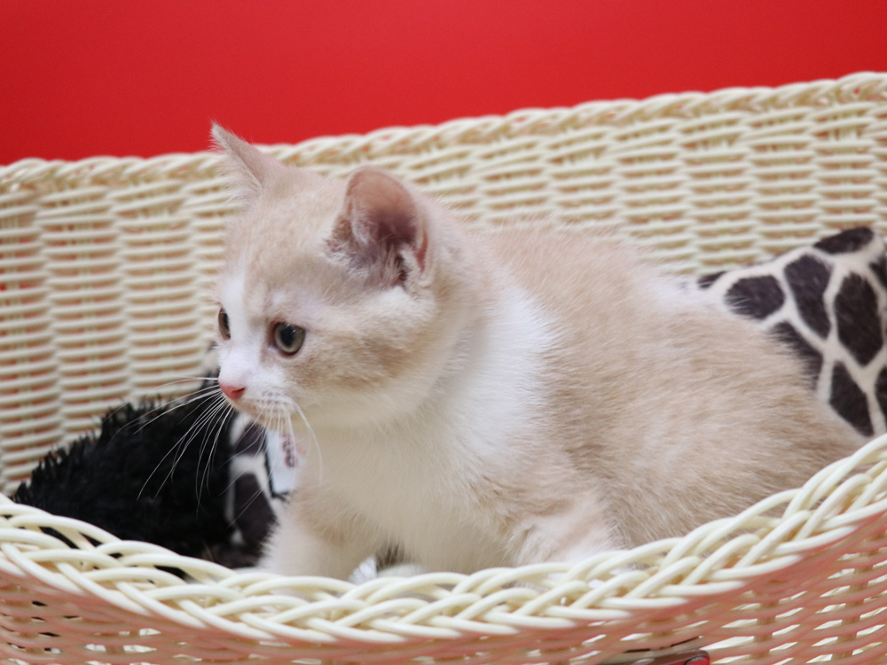 スコティッシュフォールドの子猫画像