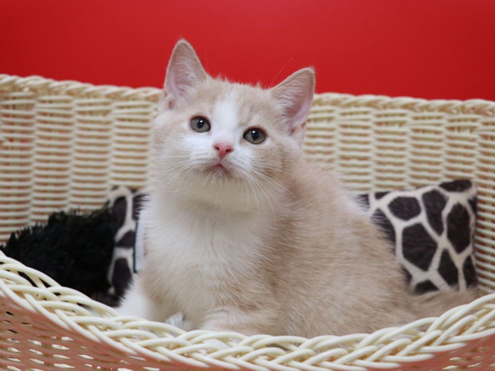 スコティッシュフォールドの子猫画像