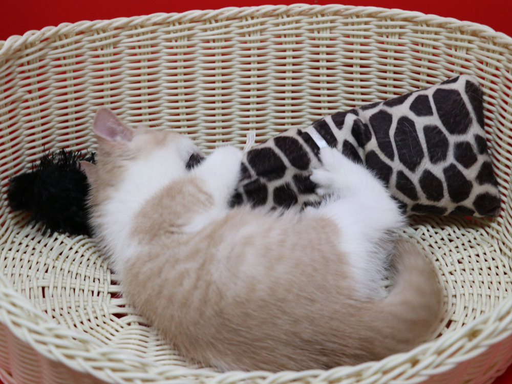 スコティッシュフォールドの子猫画像