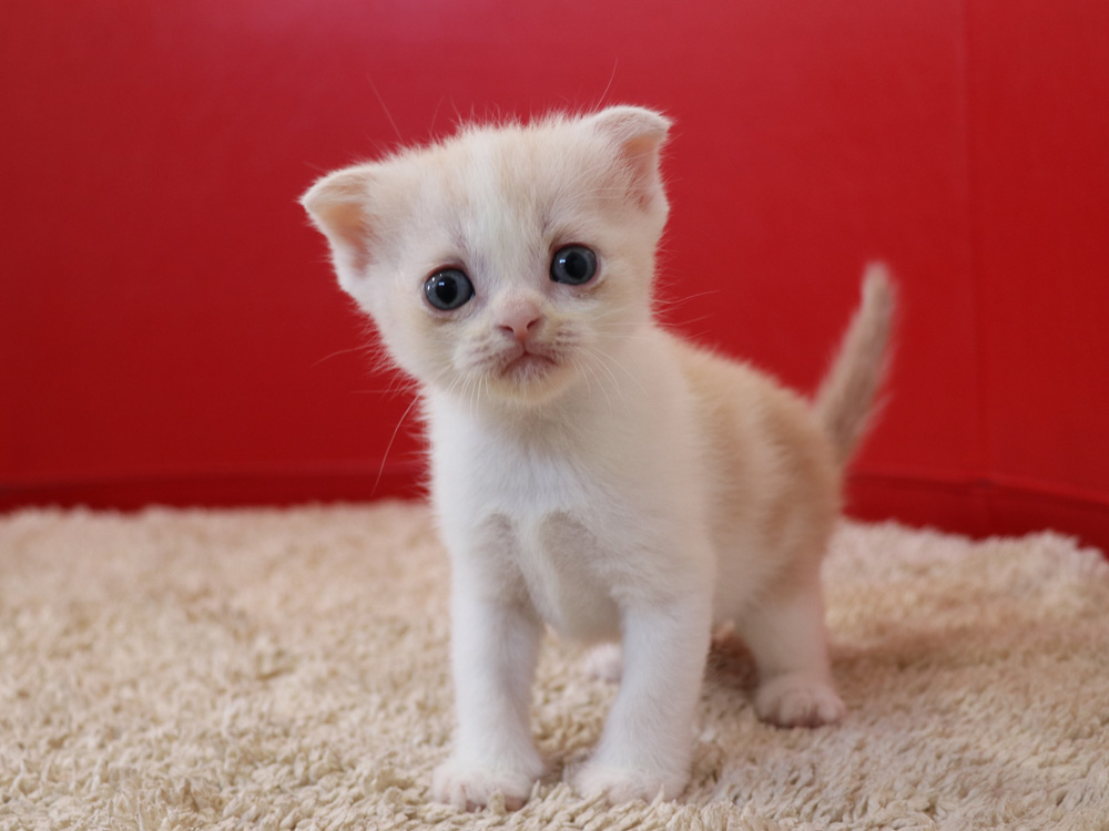 スコティッシュフォールドの子猫画像
