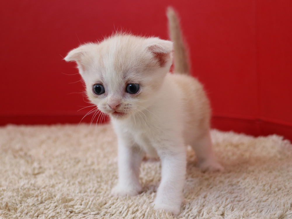 スコティッシュフォールドの子猫画像