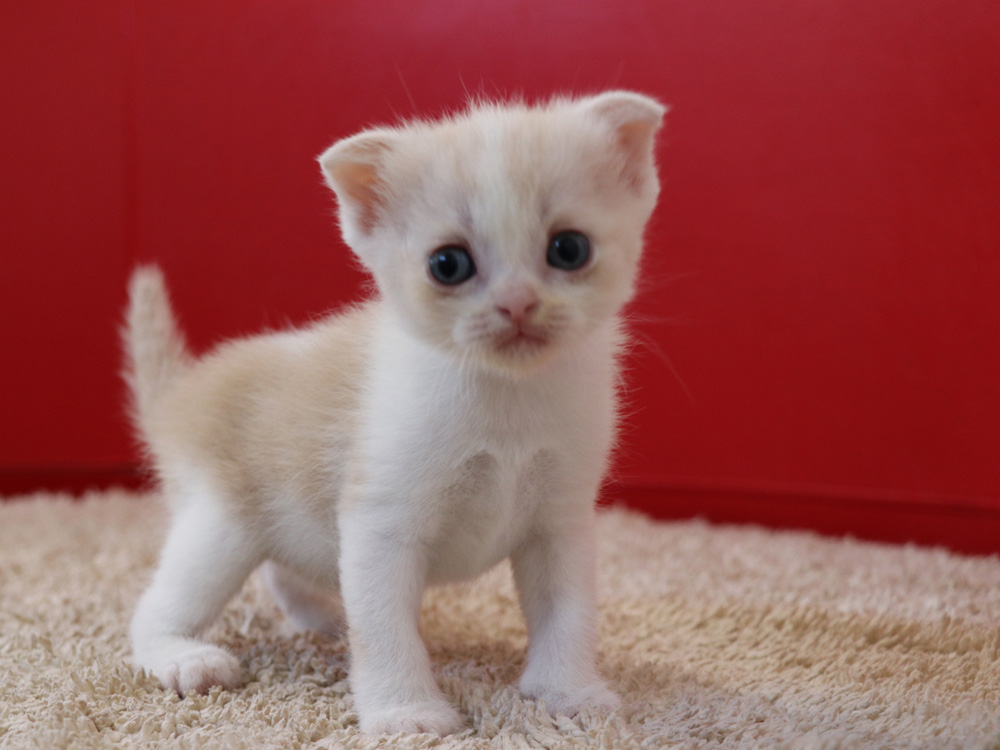 スコティッシュフォールドの子猫画像