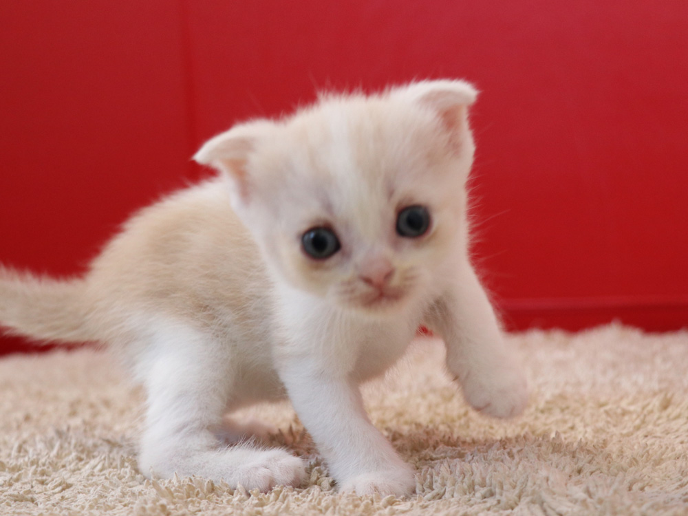 スコティッシュフォールドの子猫画像