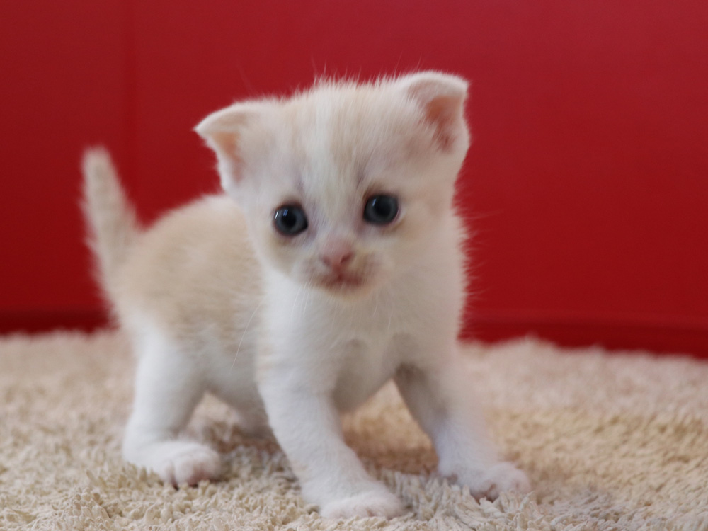 スコティッシュフォールドの子猫画像