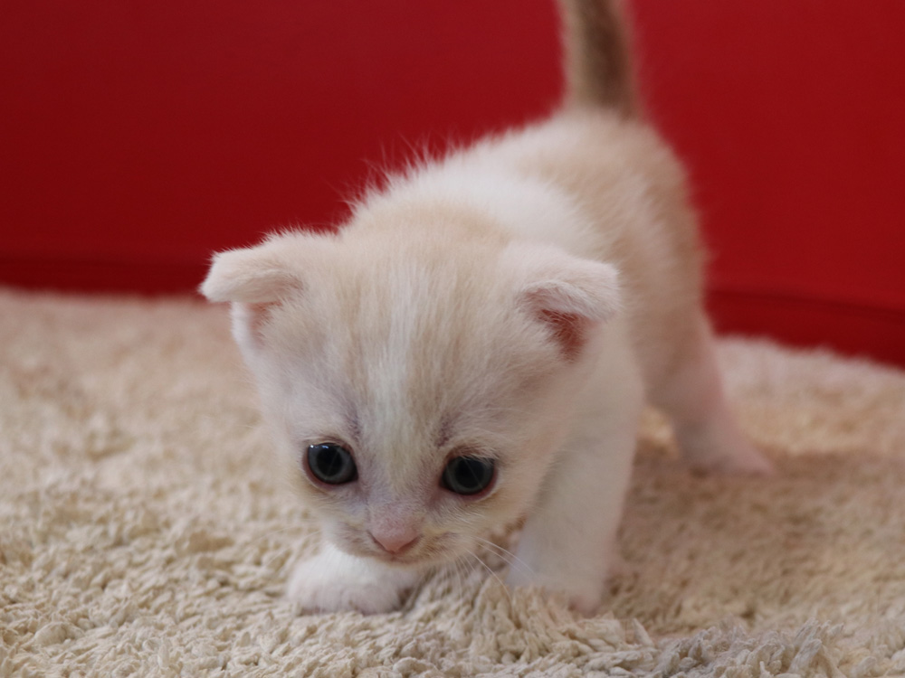 スコティッシュフォールドの子猫画像