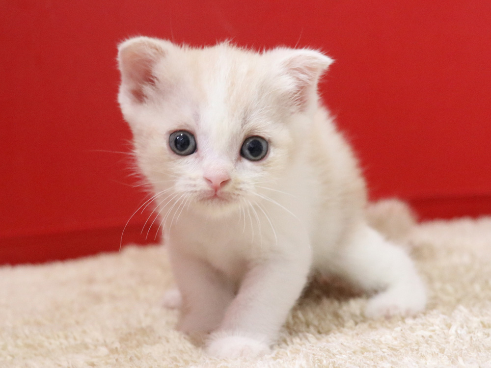 スコティッシュフォールドの子猫画像