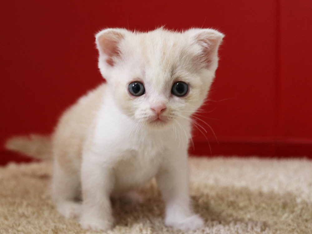 スコティッシュフォールドの子猫画像
