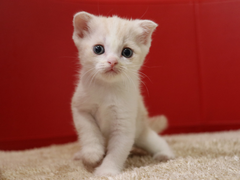 スコティッシュフォールドの子猫画像