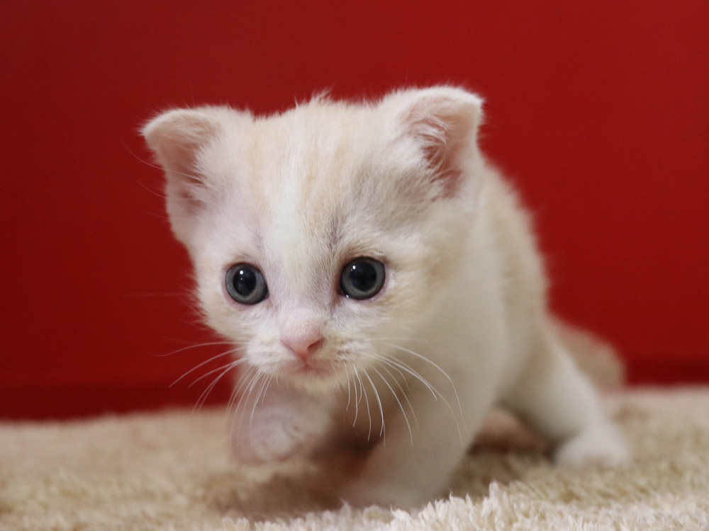 スコティッシュフォールドの子猫画像