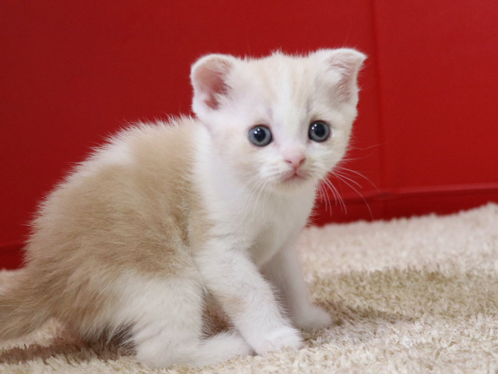 スコティッシュフォールドの子猫画像