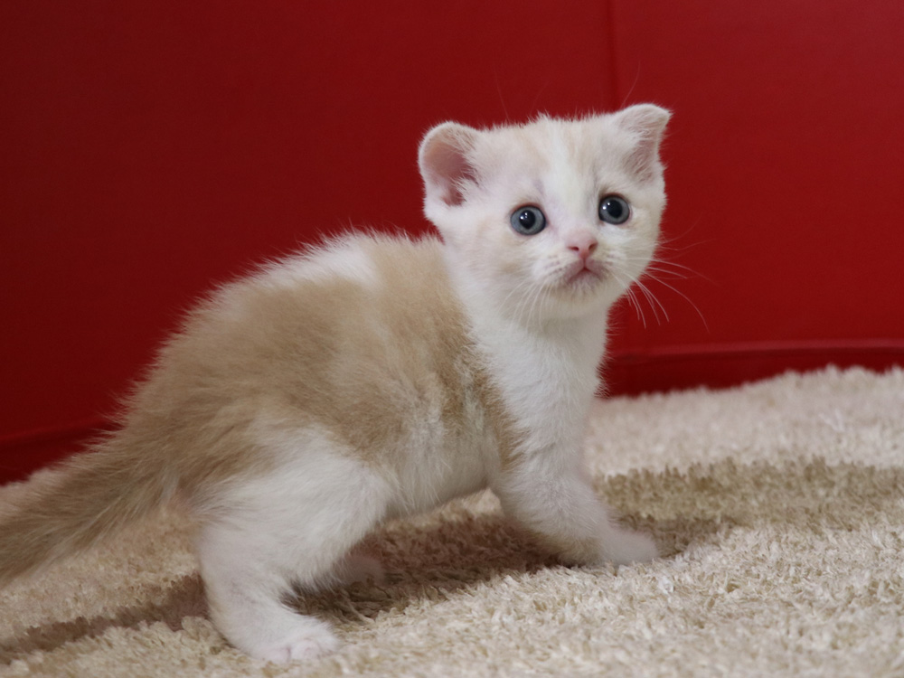 スコティッシュフォールドの子猫画像