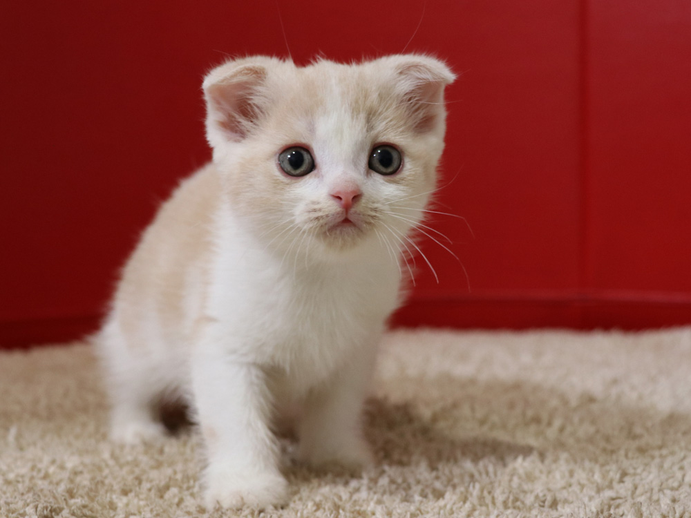 スコティッシュフォールドの子猫画像