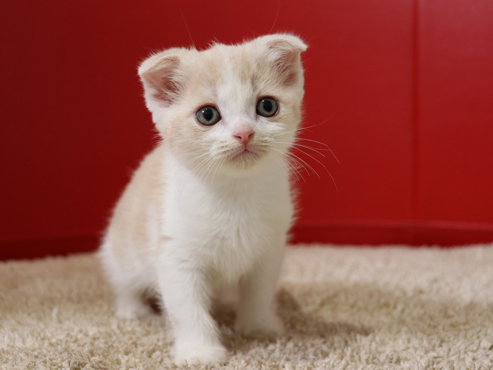 スコティッシュフォールドの子猫画像