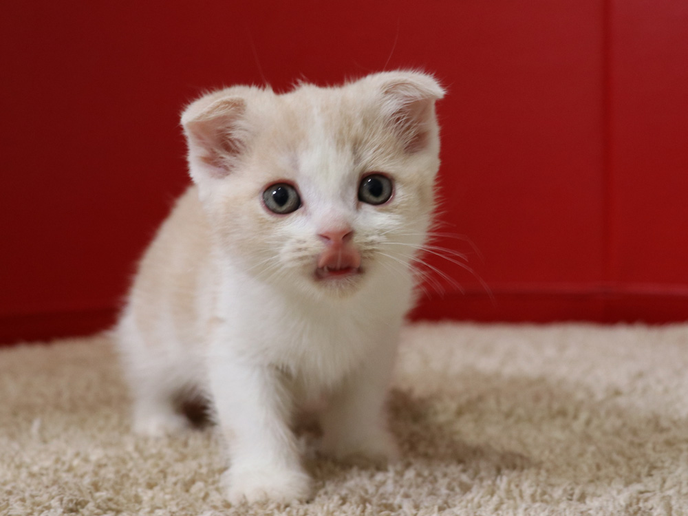 スコティッシュフォールドの子猫画像