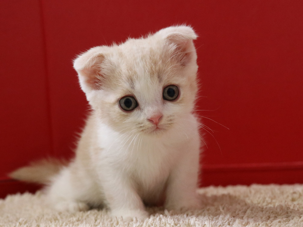スコティッシュフォールドの子猫画像