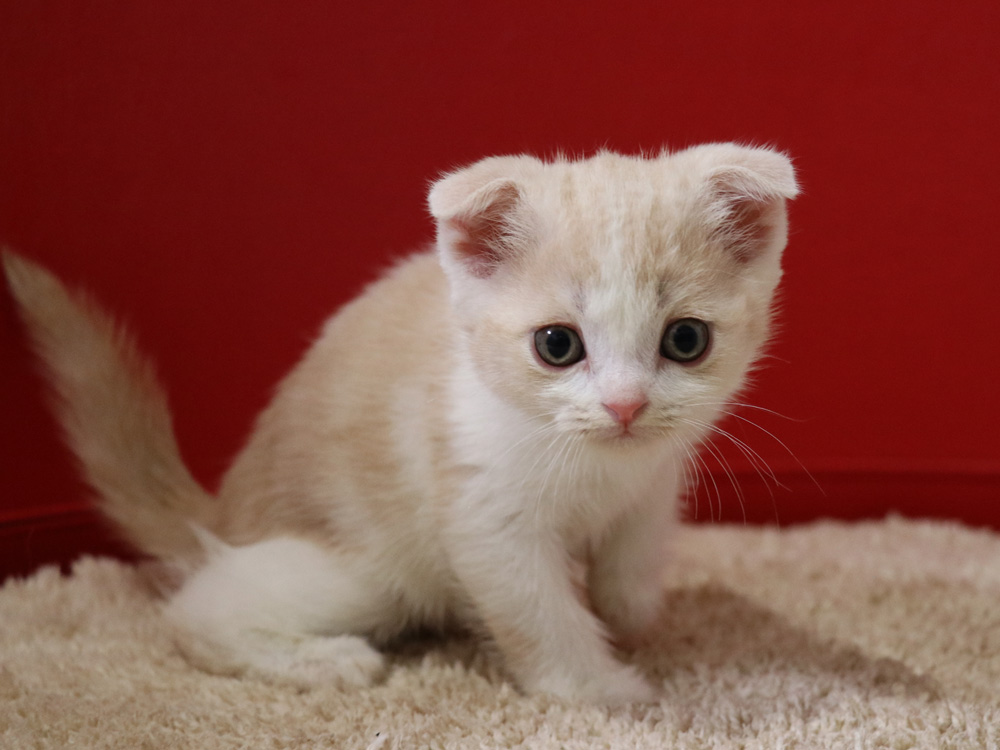 スコティッシュフォールドの子猫画像