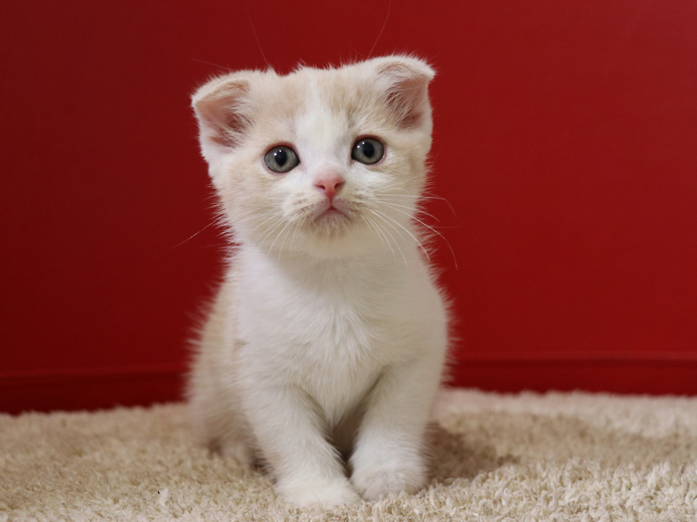 スコティッシュフォールドの子猫画像